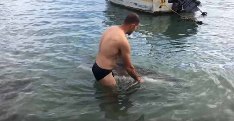 התרעה של רשות הטבע והגנים: "תיזהרו מהכרישים באזור תחנת הכח בחדרה"