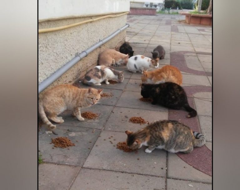 פרדס חנה: חשד להרעלת חתולים הסלים לתקיפה חמורה בחומצה ואיומים כלפי שכנות