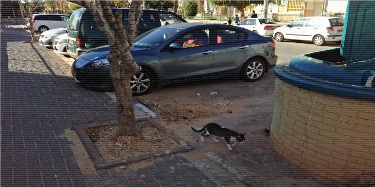 מזעזע: תושבים שמעו קולות מפח אשפה באור עקיבא – וזה מה שגילו