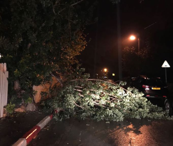 "לפני החורף וכבר ענפי עצים נופלים ברחוב המייסדים בכרכור" [צפו בתמונות]