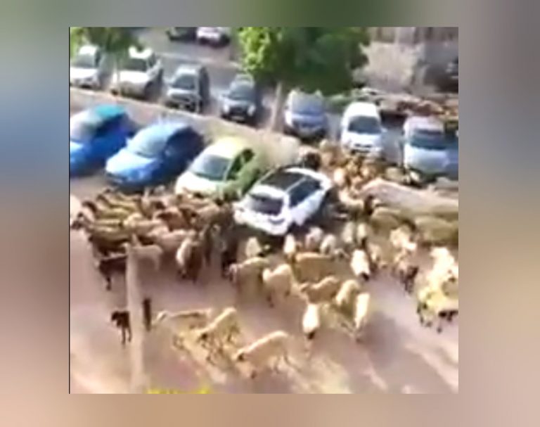 לא להאמין שזה בארץ: עדר עיזים ברח מיער ונכנס לשכונה העירונית [וידאו] (רחבי הרשת)