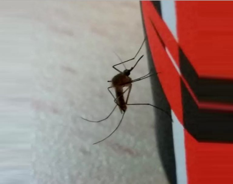 "אי אפשר להיות בפארקים": המטרד שמשגע את התושבים באור עקיבא