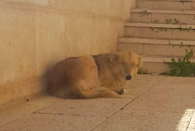 כלב משוטט תקף למוות כלב משפחתי מול עיניה של ילדה בפרדס חנה