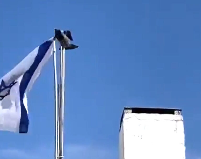 "עזוב את הדגל, עוכר ישראל" | מה עשתה הציפור המוכרת לדגל המדינה? (וידאו)