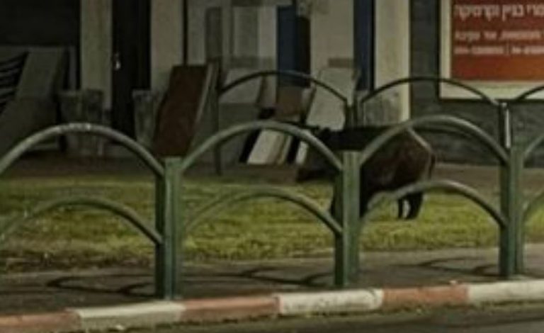 פחד לילי באור עקיבא: "חזיר בר רדף אחרי הילדה שלי בשכונה"
