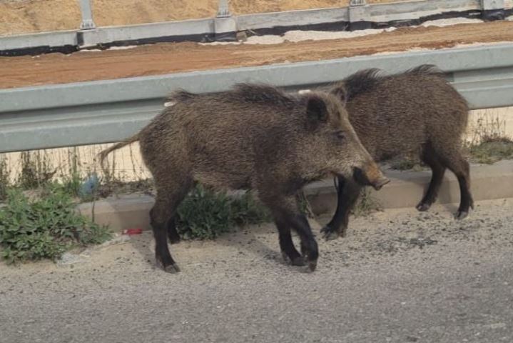 באמצע השבת: חזירי בר נצפו ליד גשר אולגה בחדרה [תמונות]