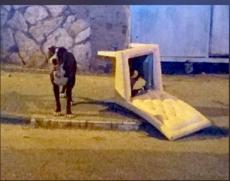 פוסט שעלה על תושב חדרה ייחס לו התעללות בכלב, הוא משיב בתגובה נרחבת: "עברתי שיימינג מטורף"