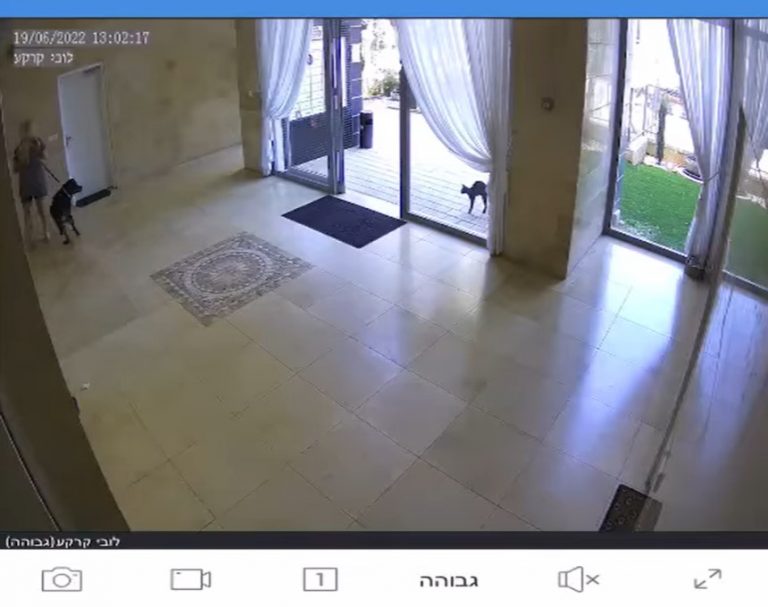 החתול התוקף: חיית המחמד הפכה את חייהם של דיירי בניין בחדרה לבלתי נסבלים [וידאו]
