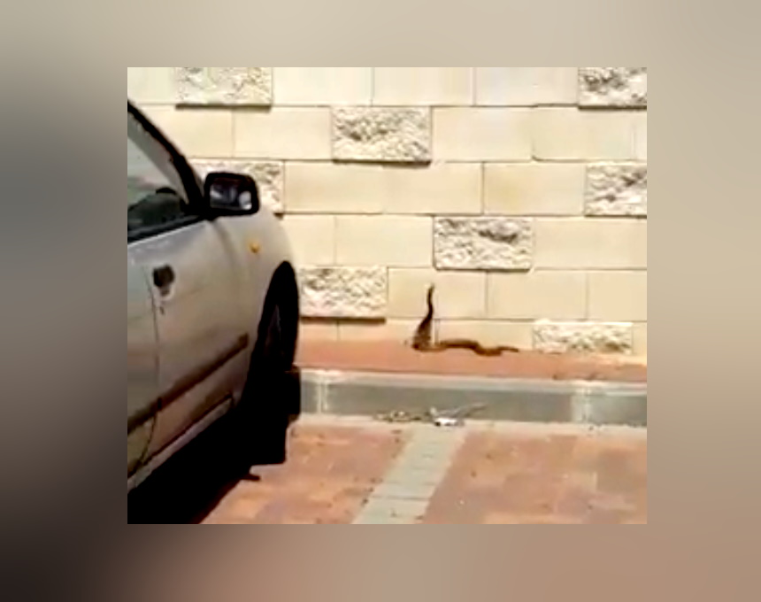 מבצע חישוף עשבייה באור עקיבא הביא לגילוי ביצי נחש בארגז חול 