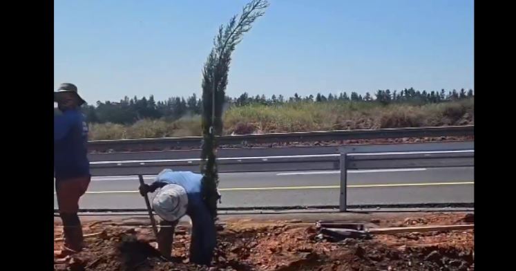 ט"ו בשבט בפרדס חנה-כרכור: מספר עצום של עצים נשתלו ב-2024-2025 במושבה