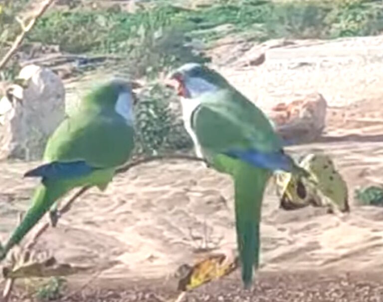 להקת הציפורים הזו הגיעה לשכונת אור ים באור עקיבא | צפו במפגן הרומנטי [וידאו]