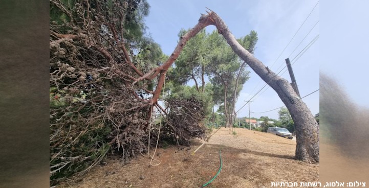 "קרסו כמו קיסמים" ● מה קורה לעצים ברחוב קק"ל בפרדס חנה?