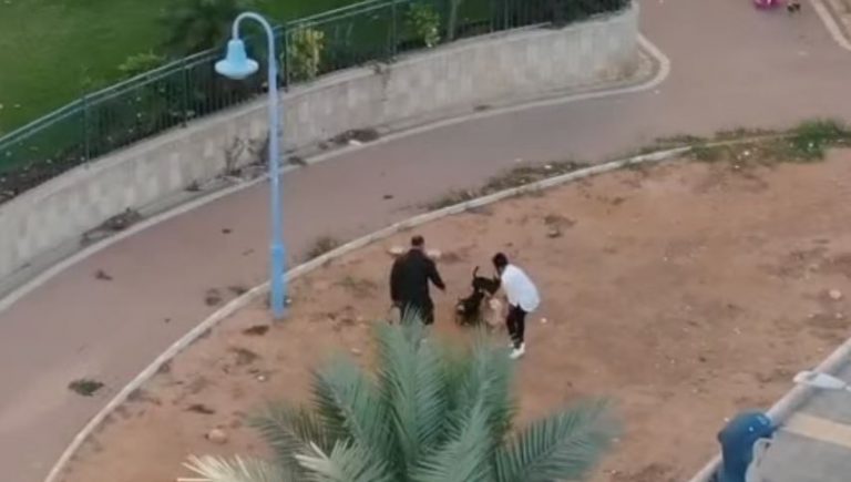 צפו: רחפן האכיפה של עיריית חדרה תפס אי-איסוף צואת כלבים ברחוב – עשרות דוחות הונפקו [וידאו]