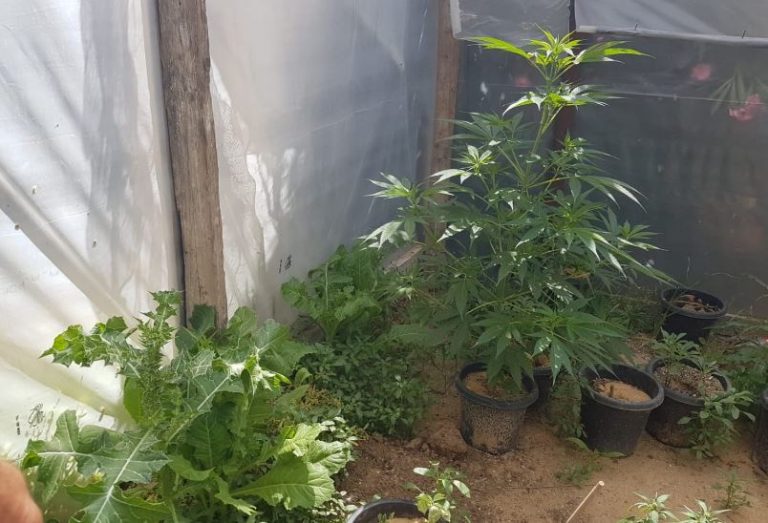 העונש שקיבלו בני זוג שגידלו כמעט שני קילו קנאביס בדירה בפרדס חנה
