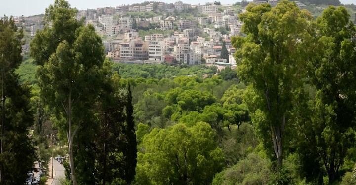 סערה סביב רישיונות כריתה בצפון מערב ואדי ערה: כ-19 אלף עצים מיועדים לכריתה — עררים הוגשו