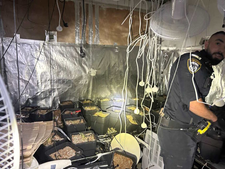 בני זוג מחדרה נעצרו בחשד לגידול עשרות שתילי קנאביס