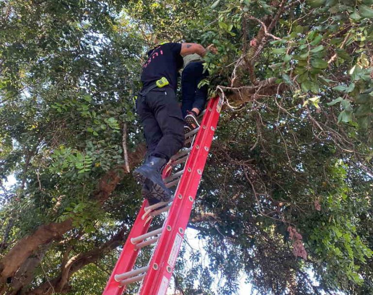 גוזם עצים נלכד בעץ דקל בגובה 12 מטר בזכרון יעקב – ונזקק לחילוץ
