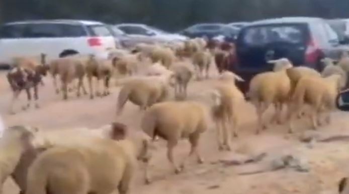 רכבת חדרה מציגה: שימו לב איפה אתם מחנים את האוטו [וידאו]