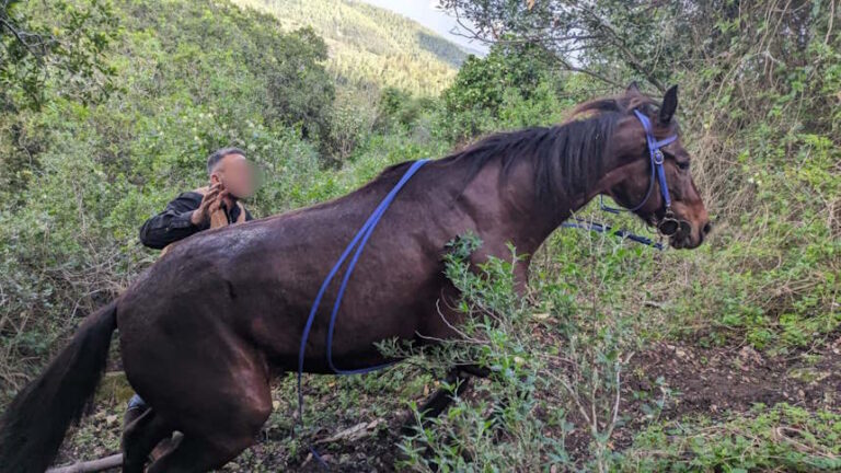 הצלה מרגשת בחדרה: חייו של סוס פצוע ניצלו בזכות צוות הפיקוח העירוני