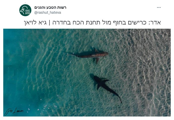 תקיפת הכריש ומות השחיין: הנתון המדהים על הכרישים בשפך נחל חדרה [וידאו]