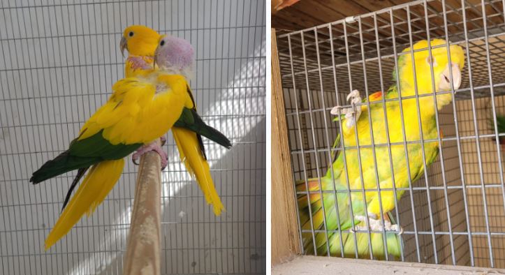 תוכים בסכנת הכחדה עולמית התגלו בדירה בצפון [וידאו]
