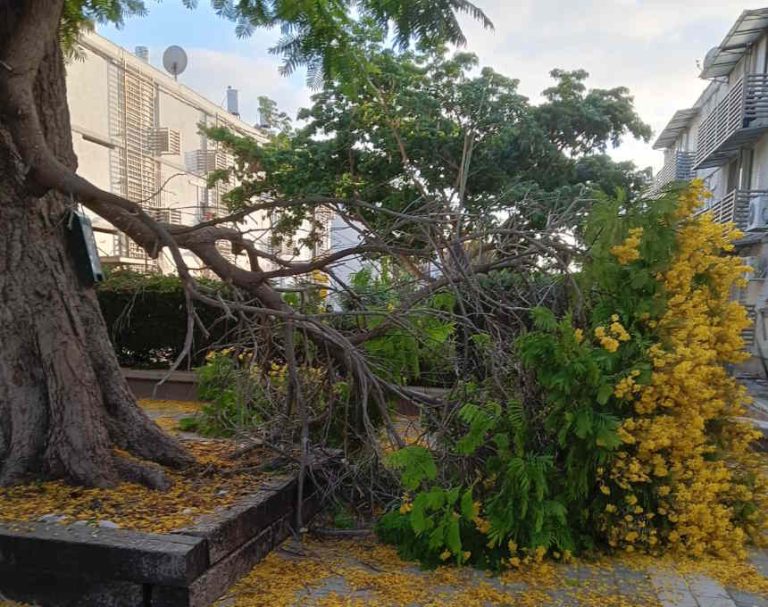 ענף של עץ קרס בלב שכונת מגורים באור עקיבא; "זה כמעט נפל על הראש של הבן שלי"