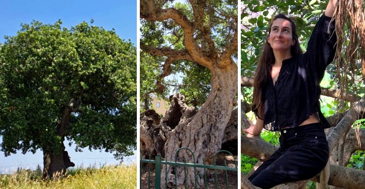 מחפשת צל גדול: 4 עצים עוצרי נשימה שכדאי להניח תחתם את הראש באוגוסט