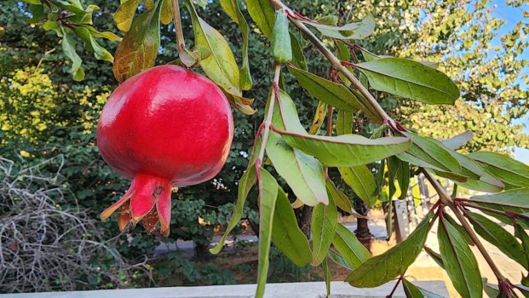 המועצה ומתנ"ס בנימינה-גבעת עדה ביוזמה שמחממת את הלב